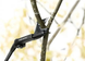 Сучкоріз Fiskars PowerGear&trade; контактний M UP53 (1000597) 1000597 фото 2